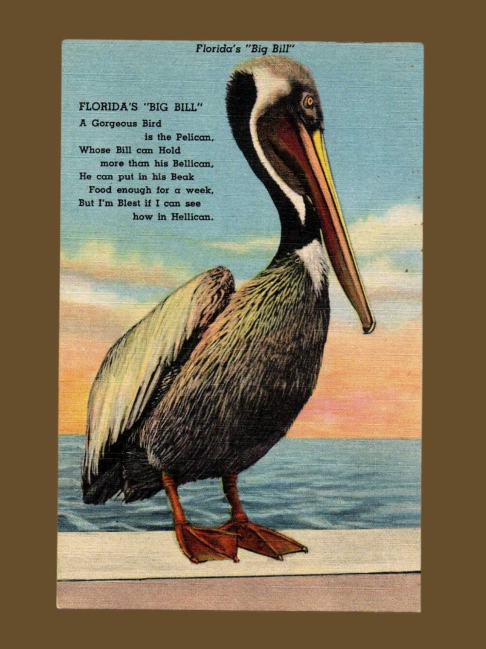 POSTCARD SALE 10/$20 Florida's Big Bill Pelican Blank 1940's Linen Postcard